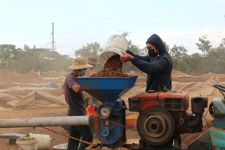 Xay cà phê ở B’Kọ 
