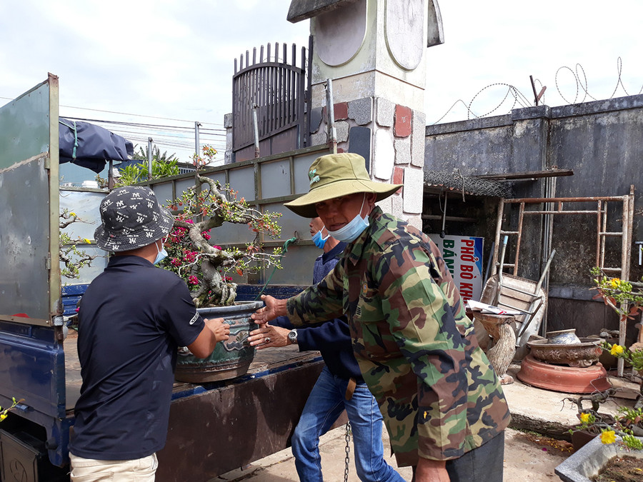 Cơ sở cây cảnh của anh Hải (hẻm 125 Hoàng Sa) vận chuyển cho thuê chơi Tết. Ảnh: Thất Sơn Cơ sở cây cảnh của anh Hải (hẻm 125 Hoàng Sa) vận chuyển cho thuê chơi Tết. Ảnh: Thất Sơn