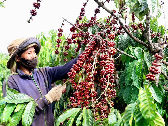 Do lo ngại thiếu nguồn cung, giá cà phê giữa tháng 1 bật tăng. Trong ảnh: Thu hoạch cà phê tại Kon Tum. Do lo ngại thiếu nguồn cung, giá cà phê giữa tháng 1 bật tăng. Trong ảnh: Thu hoạch cà phê tại Kon Tum.