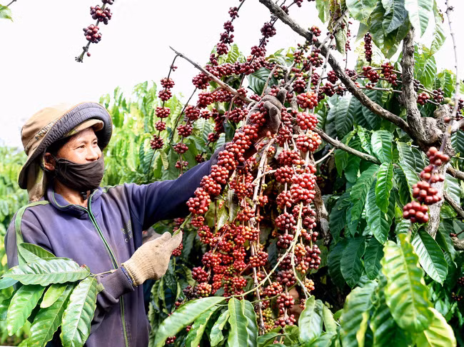 Do lo ngại thiếu nguồn cung, giá cà phê giữa tháng 1 bật tăng. Trong ảnh: Thu hoạch cà phê tại Kon Tum. 