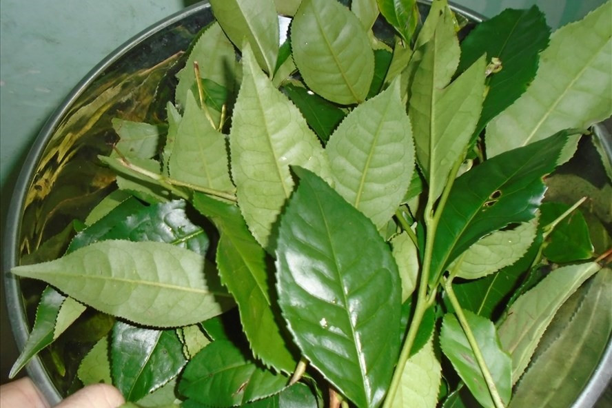 Trà xanh có tác dụng rất tốt trong việc tăng cường sinh lực cho phái mạnh. Ảnh LĐO