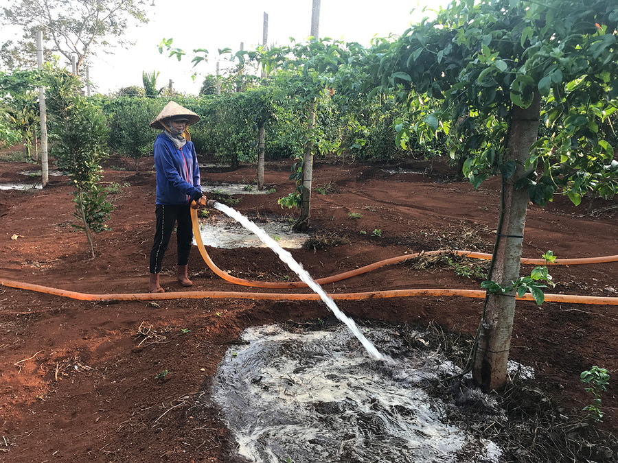  Nông dân xã Nam Yang (huyện Đak Đoa) tưới nước vườn chanh dây vào mùng 4 Tết. Ảnh: Nguyễn Diệp