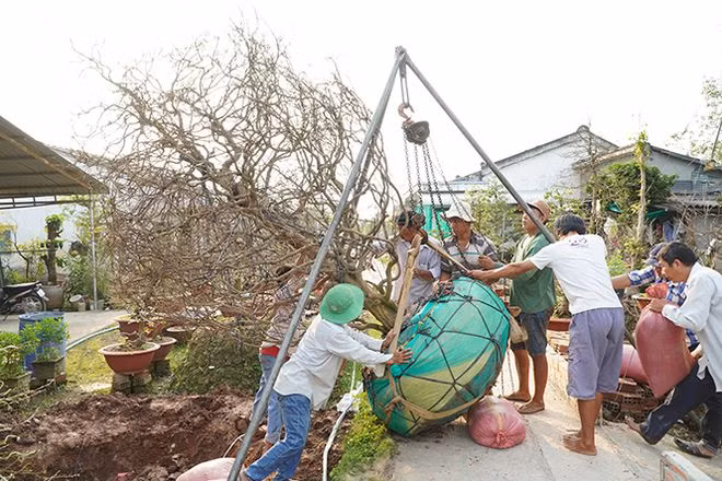 Cây mai sau đó được di chuyển lên khỏi đất bằng tó 3 chân và ròng rọc động ẢNH: XUÂN PHÚC
