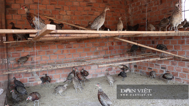 Chim trĩ 3 tháng tuổi trong trang trại được nuôi ở những khu vực khác nhau, loại thức ăn cũng được áp dụng khác với chim trĩ trưởng thành.