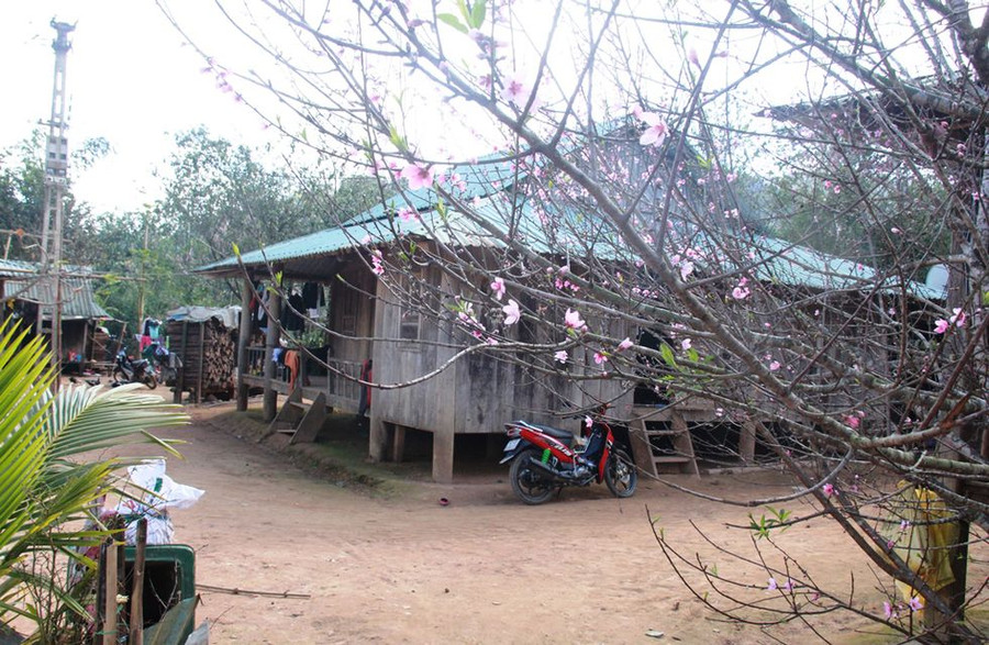  Đào rừng được trồng trước nhà người dân ở thôn A Rầng. ẢNH: MẠNH CƯỜNG