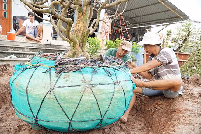 Công đoạn thắt “át rô” giúp bầu đất chặt hơn ẢNH: XUÂN PHÚC