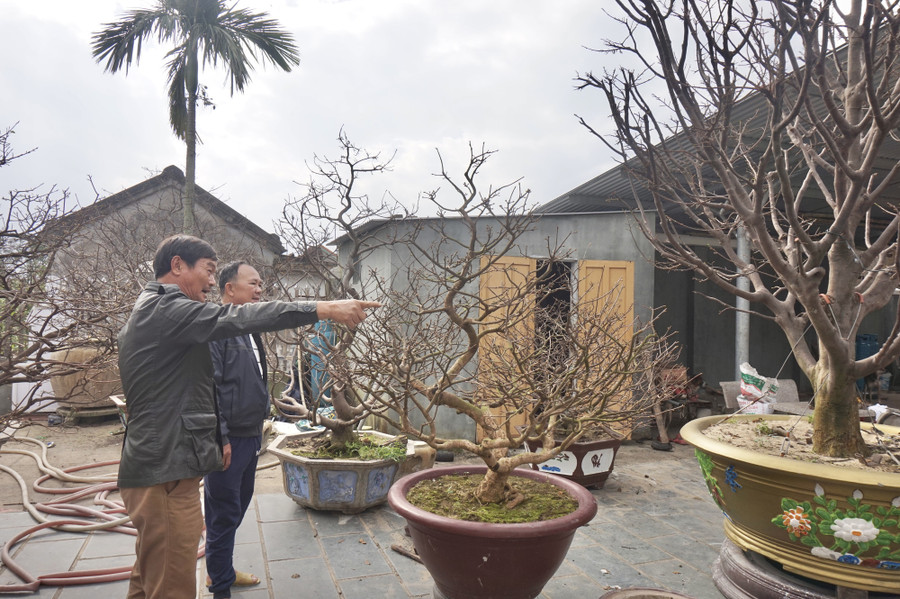 Để có thể sở hữu cây mai giá trị trong dịp Tết, nhiều khách hàng phải liên hệ đặt thuê từ sớm.