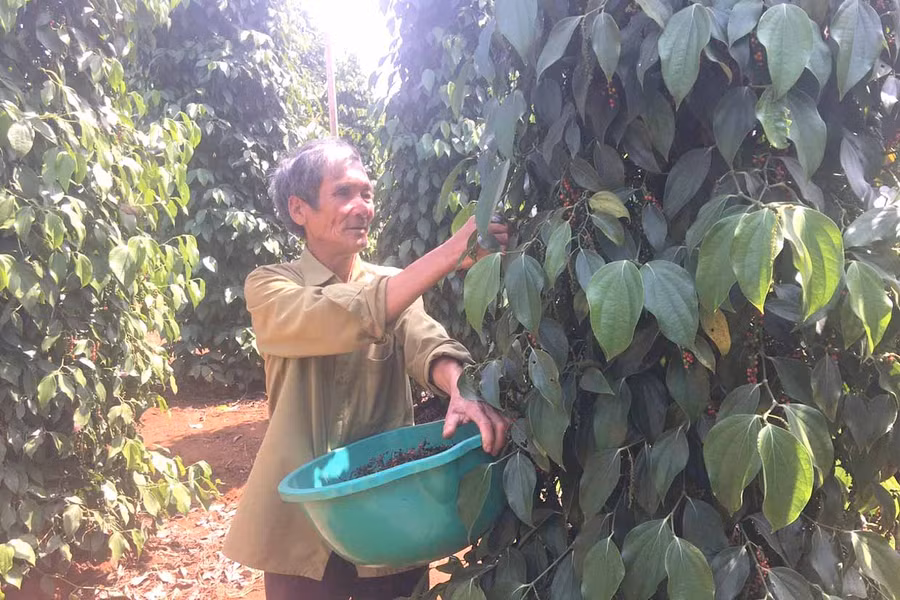 Ông Lê Hải Thành thu hoạch hồ tiêu. Ảnh: R'Ô Hok