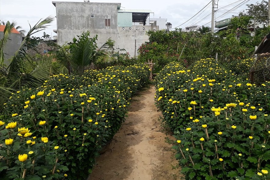 Tuy Hòa kêu gọi "giải cứu" hoa Tết giúp người trồng hoa ảnh 1 Ảnh minh họa.