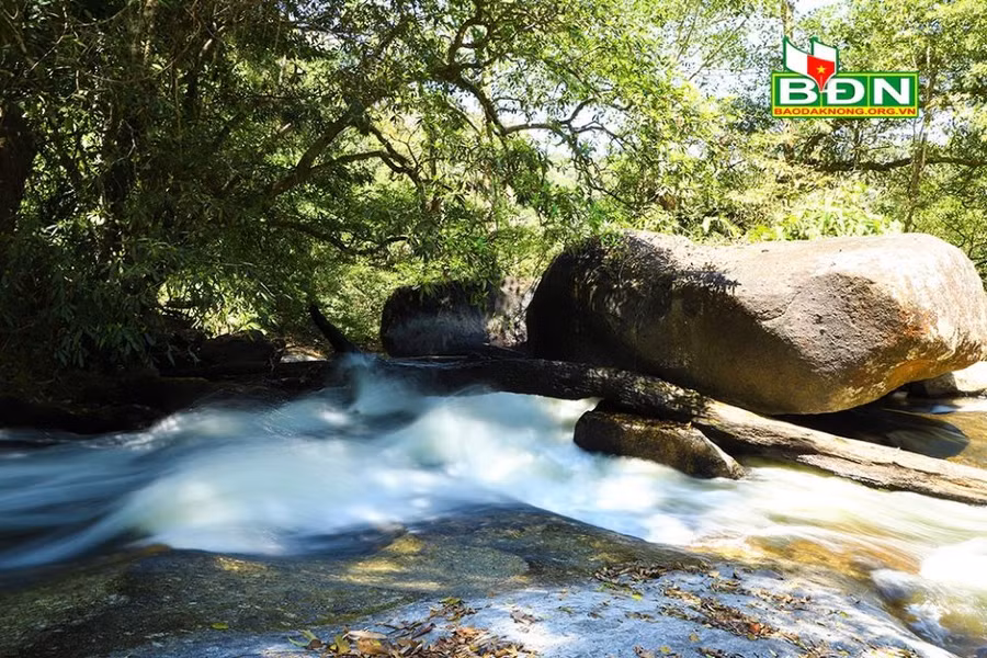 Rừng nguyên sinh bao bọc quanh thác với nhiều chủng loại cây lớn nhỏ tạo nên khung cảnh hoang sơ.