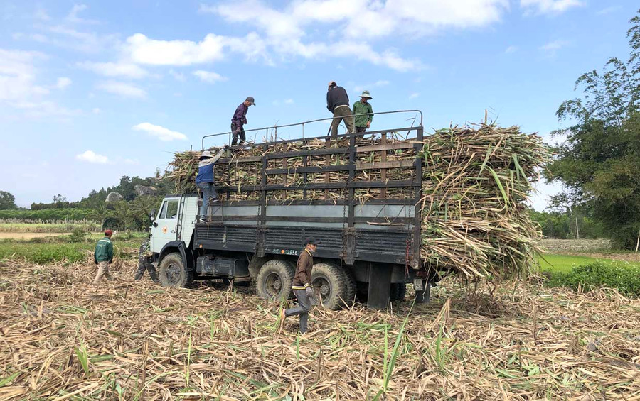 Nhà máy Đường An Khê tăng giá thu mua mía nguyên liệu từ 950 lên 980 ngàn đồng/tấn (tăng 30 ngàn đồng/tấn so với trước Tết). Ảnh: Ngọc Minh