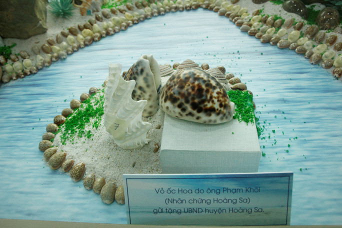 Hai loại vỏ ốc được các nhân chứng Hoàng Sa gửi tặng bộ sưu tập