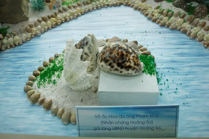 Hai loại vỏ ốc được các nhân chứng Hoàng Sa gửi tặng bộ sưu tập