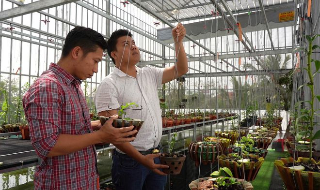  Cây ươm hoàn toàn tự nhiên, kích từ thân mẹ ra để ươm, không gieo hạt hay cấy mô. ẢNH: DUY TÂN