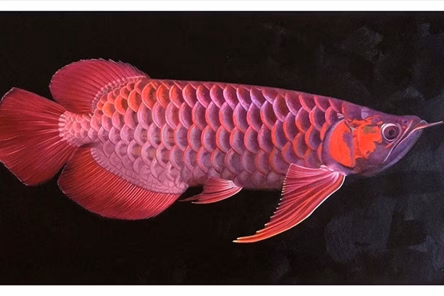  Cá rồng thường thu hút rất mạnh nhờ màu sắc rực rỡ. Ảnh AFP