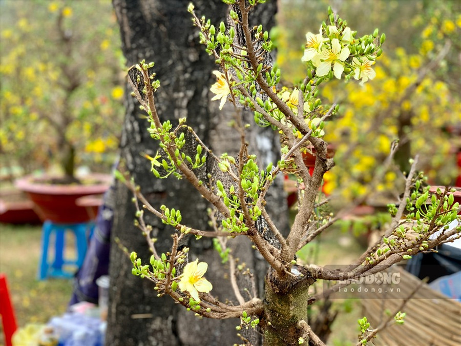  Hay giống mai trắng được gọi là bạch mai nguyên gốc, có giá bán cao khoảng gấp rưỡi hoa mai vàng thông thường.