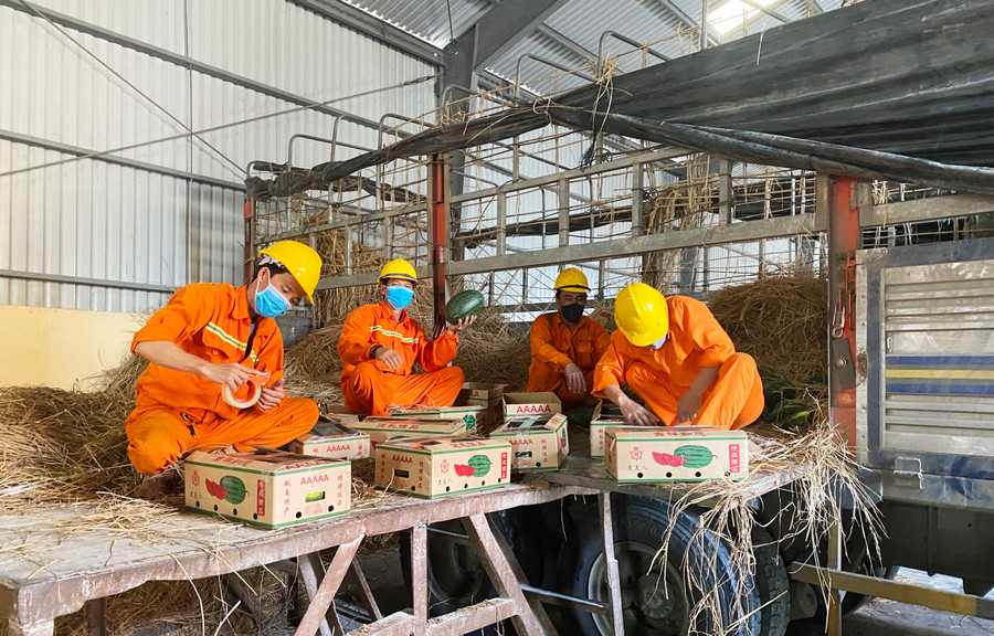 Nhân viên Công ty cổ phần Cảng Quy Nhơn đóng hàng dưa hấu đưa vào container lạnh xuất khẩu chính ngạch sang Trung Quốc bằng đường biển. Ảnh: Minh Nguyễn