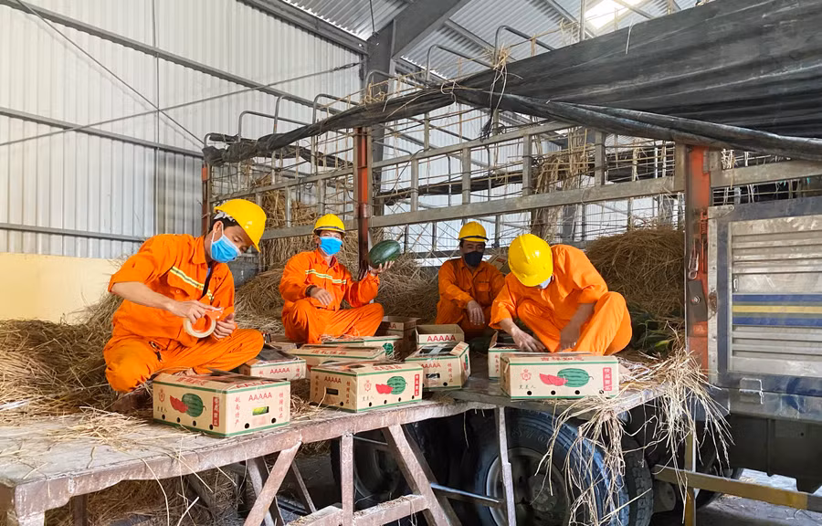 Nhân viên Công ty cổ phần Cảng Quy Nhơn đóng hàng dưa hấu đưa vào container lạnh xuất khẩu chính ngạch sang Trung Quốc bằng đường biển. Ảnh: Minh Nguyễn