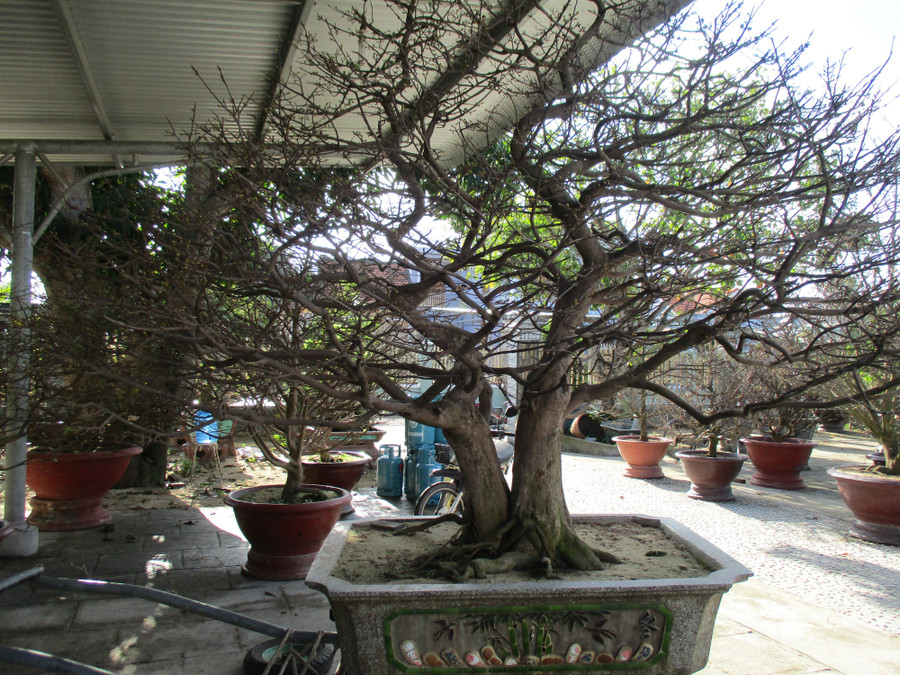 Nhiều chậu mai với kiểu dáng đẹp mắt được cho thuê với giá cao.