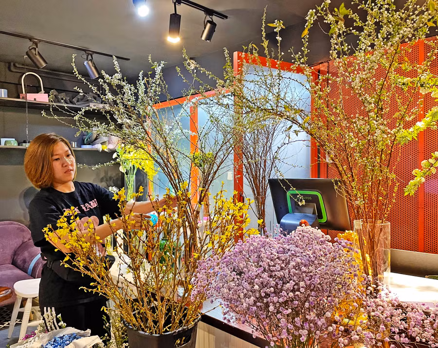 9-2 Hoa tuyết mai với đặc điểm cành dài cong vút, hoa nở trắng kín trên thân nổi trên nền lá xanh làm nên vẻ đẹp thanh thoát, nhẹ nhàng-ảnh Phương Linh