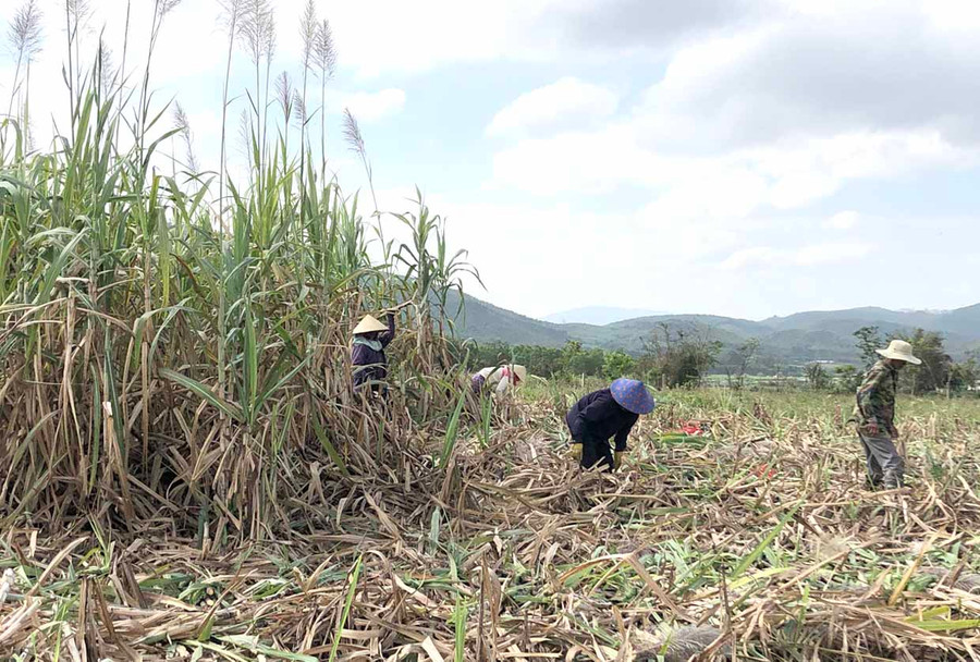 Do ảnh hưởng của dịch Covid-19 nên xảy ra tình trạng thiếu hụt nhân công thu hoạch mía. Ảnh: Ngọc Minh