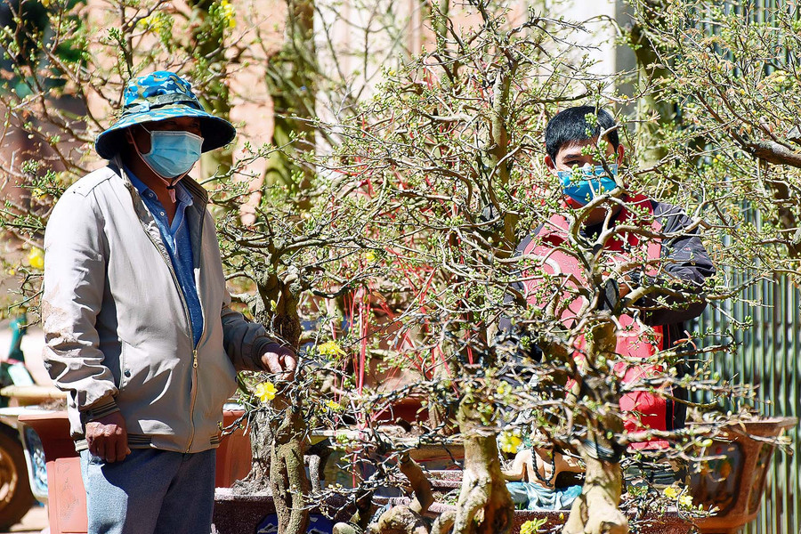 5. “Năm nay, khách hàng đến thưa thớt, khiến người chăm Mai như tôi âu lo. Mỗi ngày, chỉ vài ba người đến hỏi giá cả, chứ không đặt mua hay thuê chậu về chơi tết”. Anh Nguyễn Văn Lợi (tổ 5 phường Yên Thế), có 300 chậu mai Bonsai và mai gốc cổ thụ (trong đó có 200 chậu của khách hàng gởi nhờ chăm sóc) cho biết.