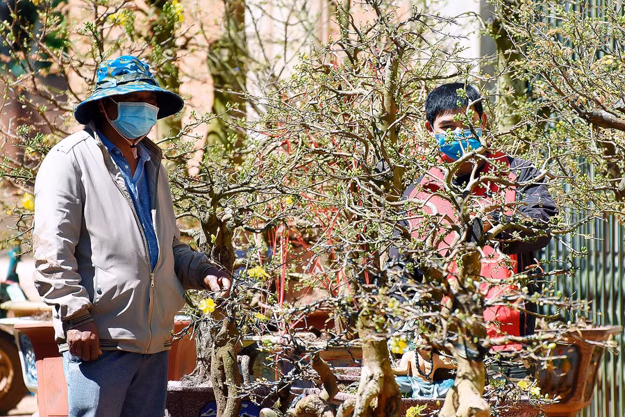 5. “Năm nay, khách hàng đến thưa thớt, khiến người chăm Mai như tôi âu lo. Mỗi ngày, chỉ vài ba người đến hỏi giá cả, chứ không đặt mua hay thuê chậu về chơi tết”. Anh Nguyễn Văn Lợi (tổ 5 phường Yên Thế), có 300 chậu mai Bonsai và mai gốc cổ thụ (trong đó có 200 chậu của khách hàng gởi nhờ chăm sóc) cho biết.
