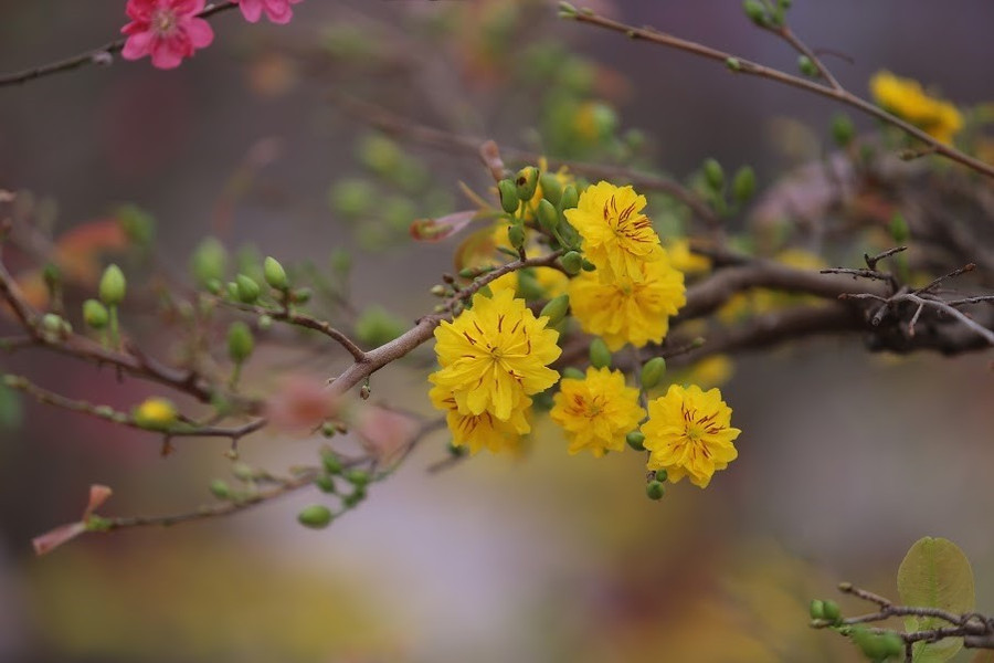 Hoa mai nở đầy đặn là điềm may dịp Tết. Ảnh: Anh Tuấn Hoa mai nở đầy đặn là điềm may dịp Tết. Ảnh: Anh Tuấn