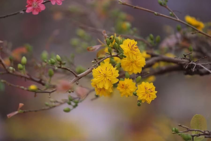 Hoa mai nở đầy đặn là điềm may dịp Tết. Ảnh: Anh Tuấn