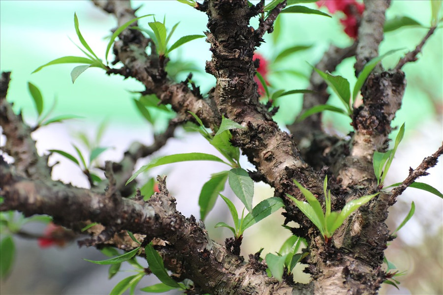 Gốc và thân đào thất thốn mang vẻ đẹp cổ kính được nhiều người trong giới chơi cây yêu thích.