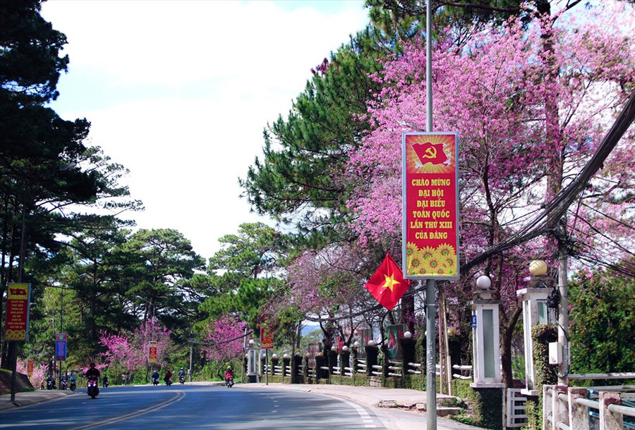 Hoa anh đào nhuộm hồng phố Trần Hưng Đạo thành phố Đà Lạt. 