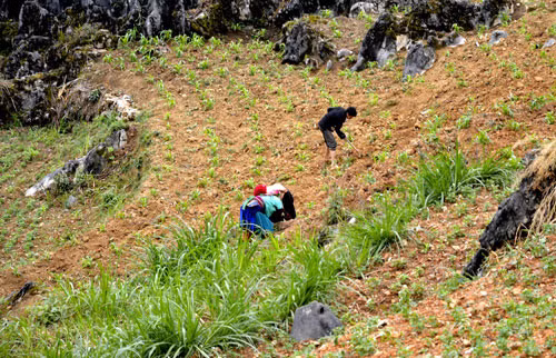 Người Mông tận dụng từng vạt đất hiếm hoi giữa cao nguyên đá