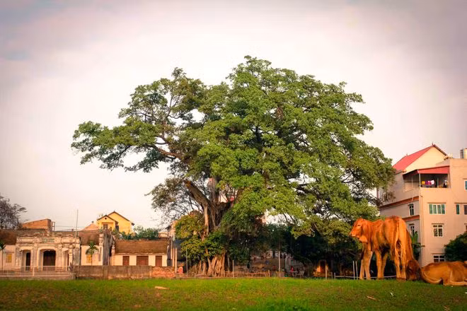 Cây đa cổ thụ có tuổi đời gần 500 năm chứng kiến mối tình 2 làng Kim-Châu. ẢNH: N.H