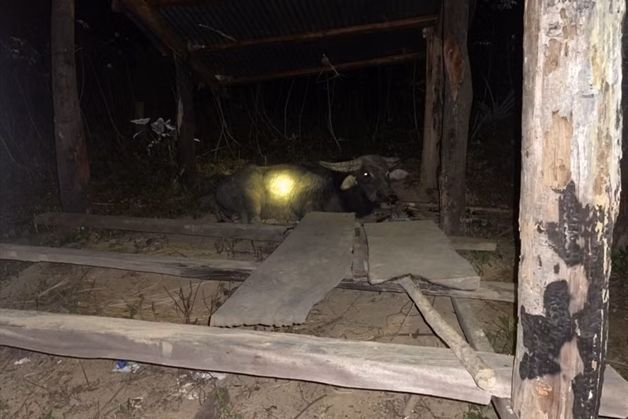 Ngay trong dịp tết, ngay trước lễ trồng cây, lâm tặc vẫn mang trâu vào chở gỗ pơ mu trái phép trong những cánh rừng do Công ty Lâm nghiệp Krông Bông quản lý (Ảnh: T.X/LĐO)