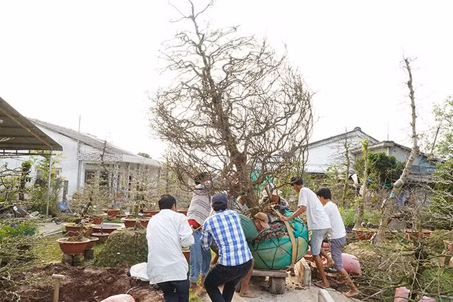 Nếu xảy ra hư, gãy chi, nhánh thì những thợ bứng mai cổ thụ phải bồi thường cho chủ mai ẢNH: XUÂN PHÚC