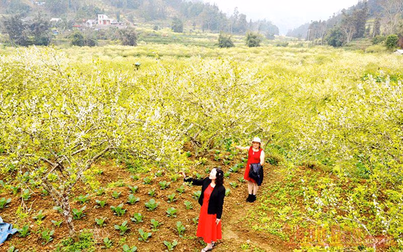 Hoa mận nở tràn thung lũng.