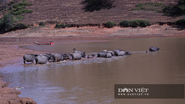 Với đàn trâu này, con lớn nhất có giá khoảng 40 triệu đồng. Trung bình mỗi con trâu trưởng thành sẽ bán được với giá khoảng 30 triệu đồng. Với 14 con trâu lớn trong đàn, anh Phlit đang có trong tay hơn 400 triệu đồng.