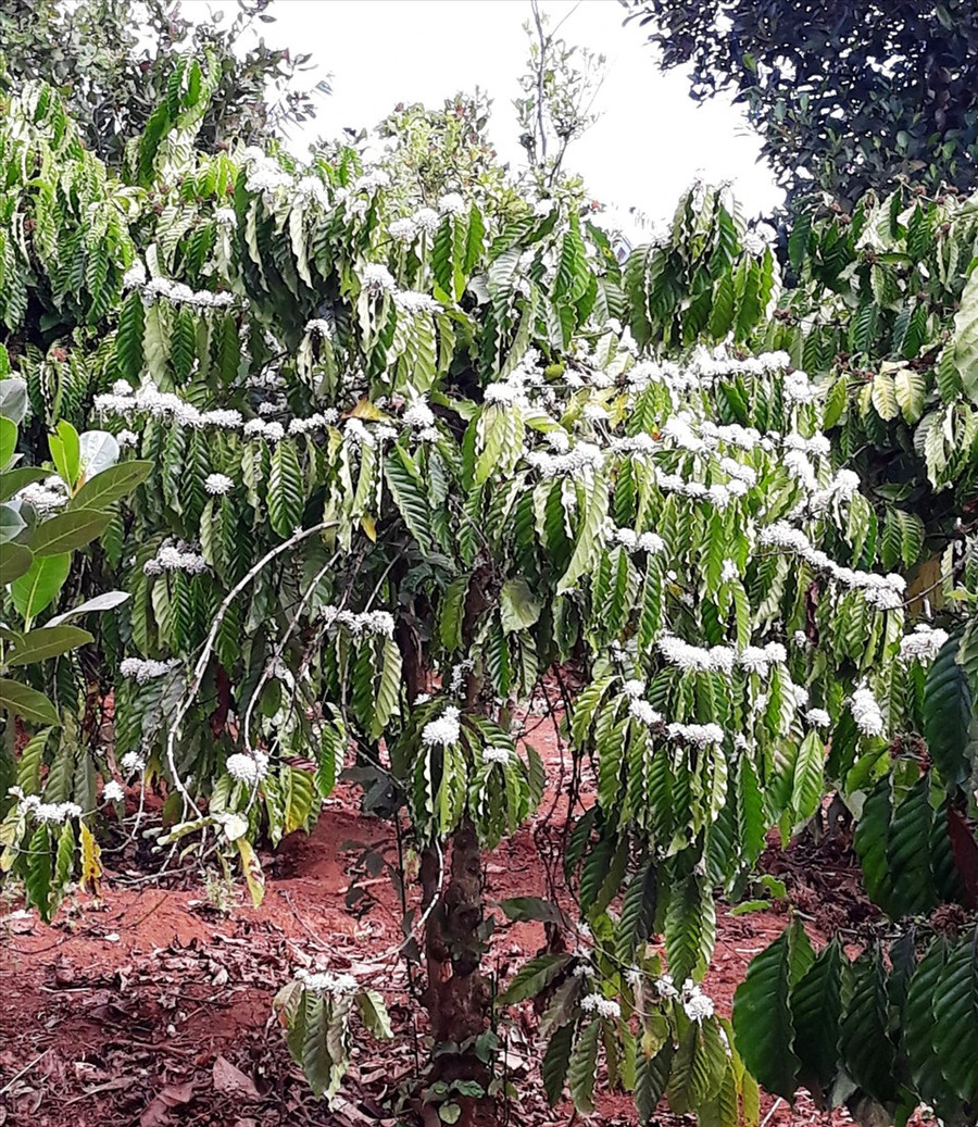  Mùa hoa dã quỳ vàng rực rỡ hai bên đường đi thì mùa hoa cà phê trắng xóa ở Gia Lai cũng là vẻ đẹp khó tả, một điểm nhấn du lịch dọc khắp hành trình Tây Nguyên.
