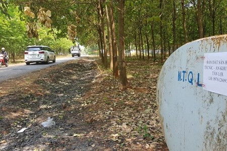 Nhiều khu vực vườn caosu được rao bán đất. Ảnh: C.T