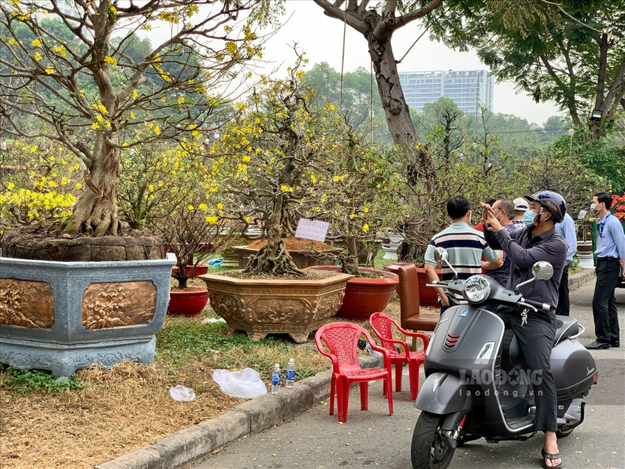  Nhiều người đi qua đều bị thu hút bởi độ cao, to và mức giá bạc tỉ của những cây mai này.