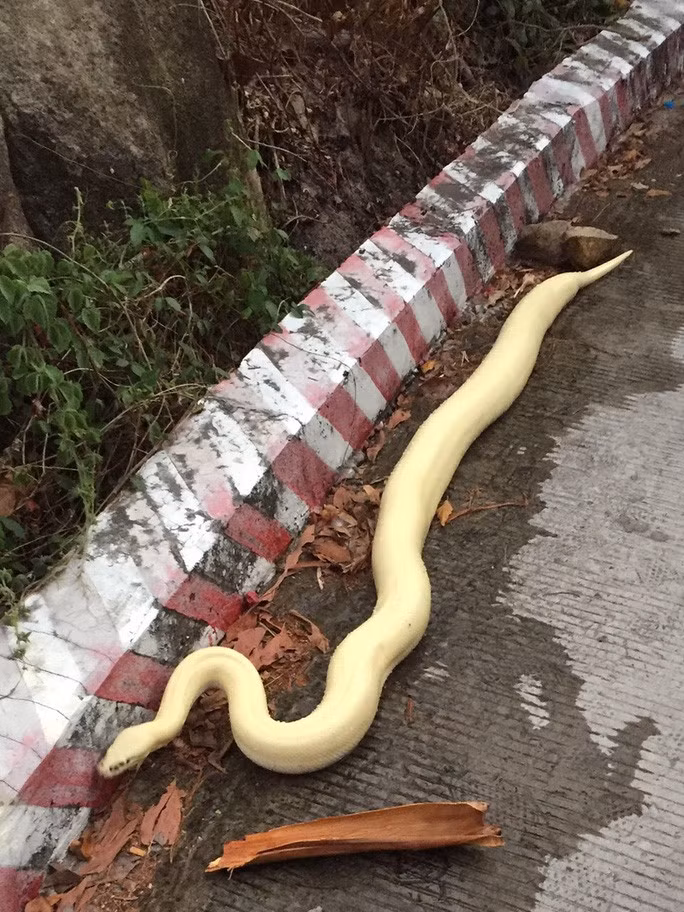  Nhìn từ trên cao xuống thì con trăn như đang no mồi