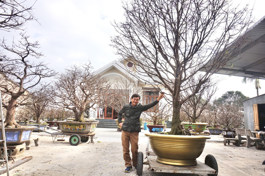 Vườn mai “khủng” của ông Trương Văn Trúc tại khối phố 5, phường Điện Nam Trung, thị xã Điện Bàn, tỉnh Quảng Nam.