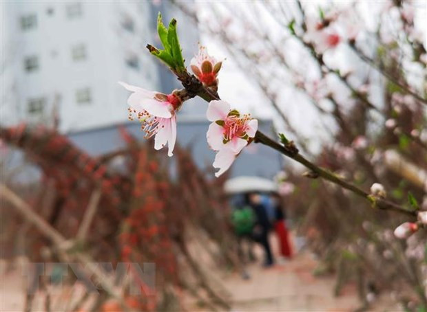 Ảnh minh họa. (Nguồn: TTXVN)
