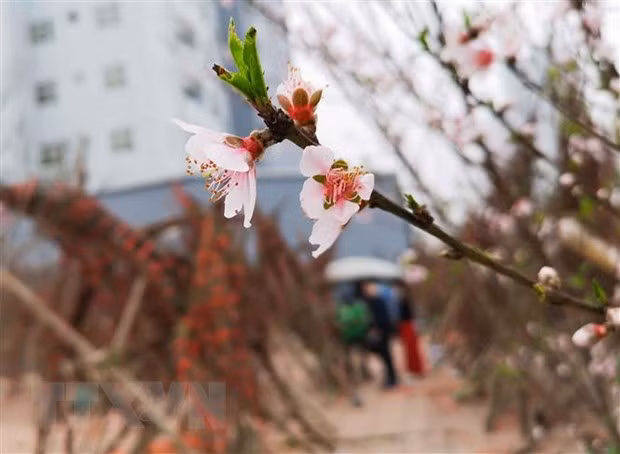 Ảnh minh họa. (Nguồn: TTXVN)