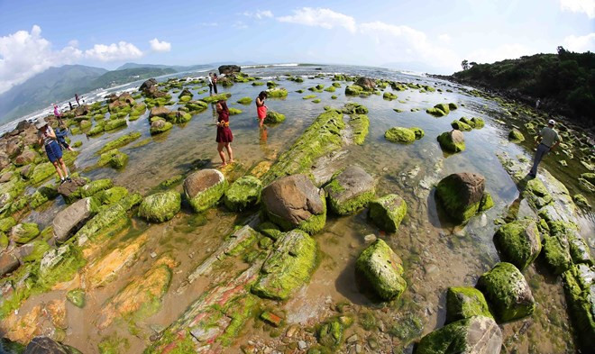 Bãi đá Nam Ô với rêu xanh bao phủ và chỉ lộ ra khi thủy triều xuống đã thu hút người dân, du khách đến tham quan, chụp ảnh. (Ảnh: Trần Lê Lâm/TTXVN) Bãi đá Nam Ô với rêu xanh bao phủ và chỉ lộ ra khi thủy triều xuống đã thu hút người dân, du khách đến tham quan, chụp ảnh. (Ảnh: Trần Lê Lâm/TTXVN)