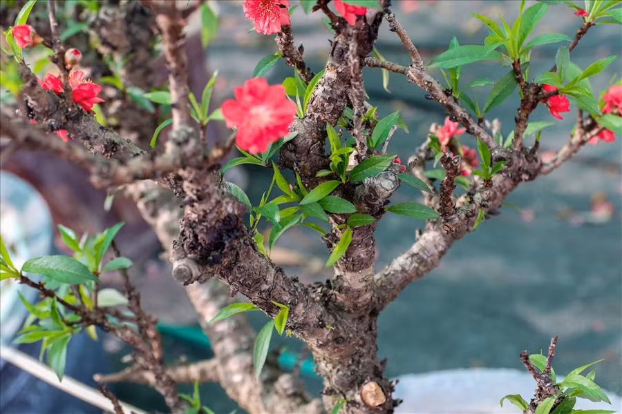 Ông Thanh Toản (Hoàn Kiếm, Hà Nội) cho biết: “Đây là lần đầu tiên tôi thấy đào thất thốn mini và rất thích màu của nó. Cây tuy nhỏ nhưng có thế đẹp lại nhiều nụ, nên tôi sẽ mua một cây để ở nhà dịp Tết năm nay
