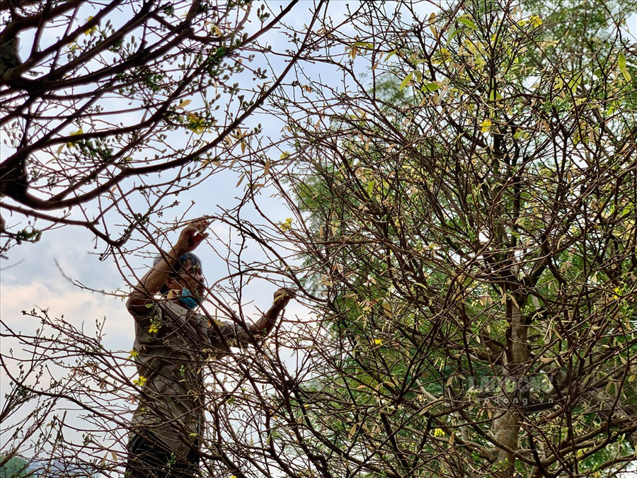 Cây mai Hương trên 100 năm tuổi, cành lớn, gốc lớn, rễ nổi cao, tán tròn chưa qua chỉnh sửa.