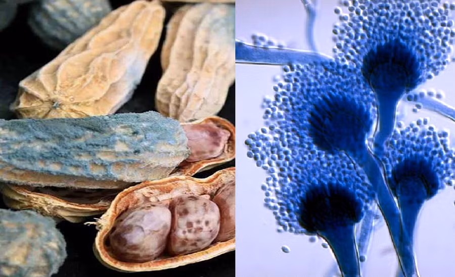 Vài loại vi nấm sản xuất aflatoxin, một loại độc tố gây ung thư gan với hàm lượng cực kỳ nhỏ, gây hoại tử gan, tử vong với hàm lượng lớn hơn. Đồ họa: Minh Quang
