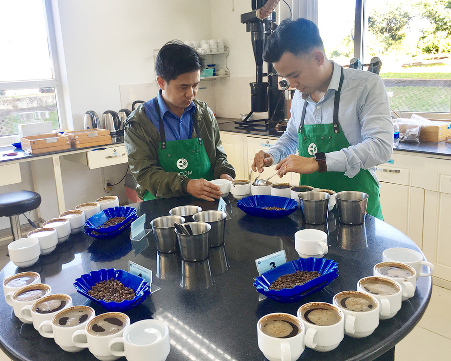Kiểm tra chất lượng cà phê tại Công ty TNHH Thương phẩm Atlantic Việt Nam-Chi nhánh Gia Lai. Ảnh: Hà Duy