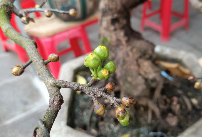  ... lý do là đây là giống mai hoa kép, cánh nở dày, hoa vàng đậm và rất lâu tàn